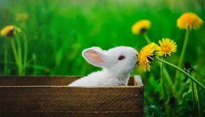 开云中国大陆-沃特福德主场不敌米尔沃尔，遭遇失利，沃特福德对米尔沃尔